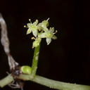 Hydrocotyle ranunculoides