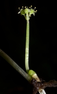 Hydrocotyle ranunculoides