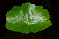 Hydrocotyle ranunculoides