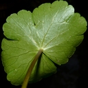 Hydrocotyle ranunculoides