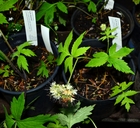 Hydrophyllum tenuipes