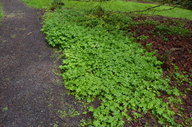 Hydrophyllum tenuipes