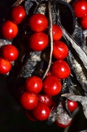 Iris foetidissima