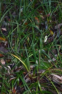 Iris innominata