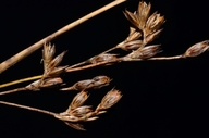 Juncus balticus ssp. ater