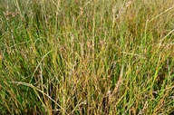 Juncus balticus ssp. ater