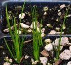 Juncus nevadensis var. nevadensis