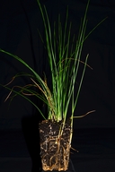 Juncus balticus ssp. ater