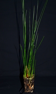 Juncus balticus ssp. ater