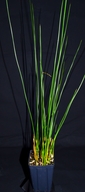 Juncus balticus ssp. ater