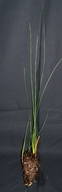 Juncus balticus ssp. ater