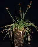 Juncus falcatus ssp. sitchensis