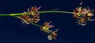 Juncus nevadensis var. nevadensis