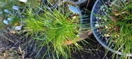 Juncus tenuis