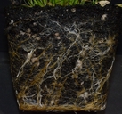Juncus tenuis