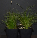 Juncus tenuis