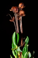 Kalmia microphylla