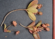 Kalmiopsis fragrans