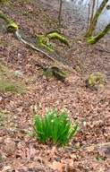 Leucojum aestivum