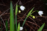 Leucojum aestivum