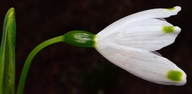 Leucojum aestivum