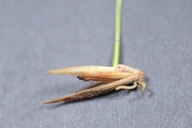 Leymus mollis