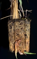 Leymus mollis