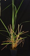 Leymus mollis