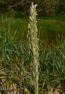 Leymus mollis