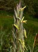 Leymus mollis