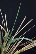 Leymus mollis