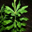 Lilium washtonianum ssp. purpurascens