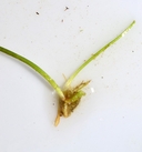 Limosella aquatica