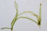 Limosella aquatica