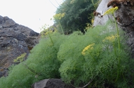 Lomatium klickitatense