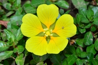Ludwigia hexaa