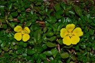 Ludwigia hexaa