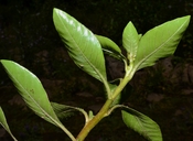 Ludwigia hexaa