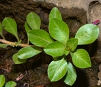 Ludwigia hexaa