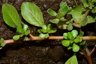 Ludwigia hexaa