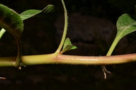 Ludwigia hexaa