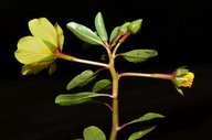 Ludwigia hexaa