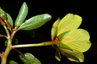 Ludwigia hexaa