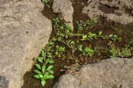Ludwigia hexaa