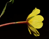 Ludwigia hexaa