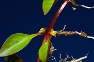 Ludwigia palustris