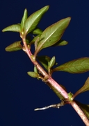 Ludwigia palustris
