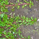 Ludwigia palustris