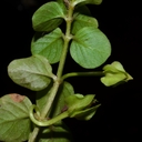 Lysimachia nummularia