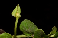 Lysimachia nummularia